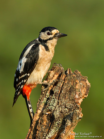Grote Bonte Specht / Great Spotted Woodpecker - Lemelerberg