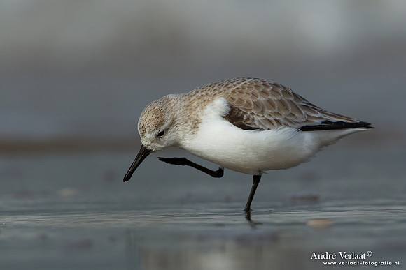 Drieteenstrandloper / Sanderling - IJmuiden