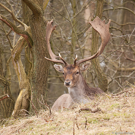 Damhert / Fellow Deer - Amsterdamse Waterleidingduinen, The Netherlands