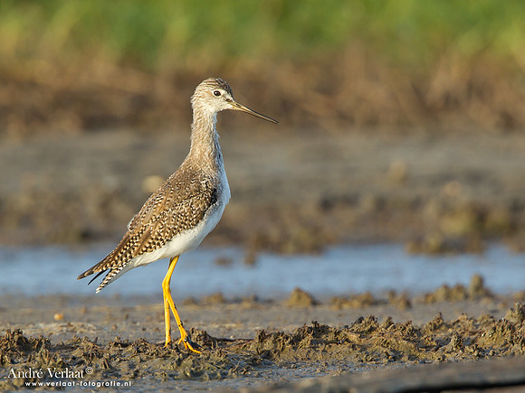 Grote Geelpootruiter / Greater Yellowlegs - Bigi Pan
