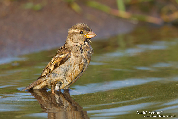 Huismus / House Sparrow - Lesvos