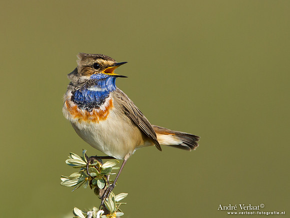 Blauwborst / Bluethroat - Katwijk