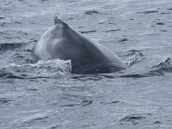 Bultrug / Humpback Whale - Cape Cod, USA
