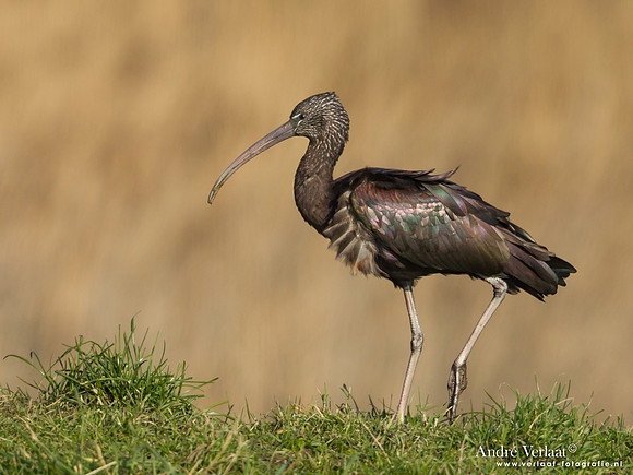 Zwarte Ibis / Glossy Ibis - Koedijk