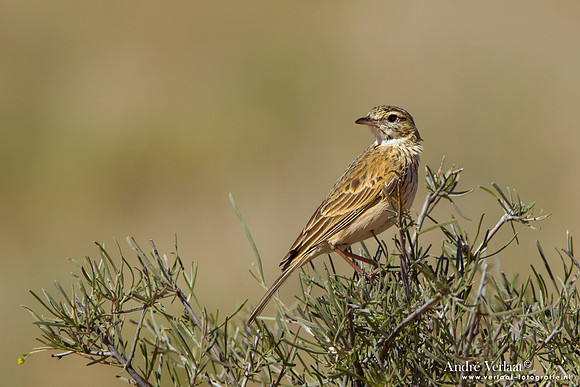 Australische Pieper / Australasian Pipit - Fraser Island