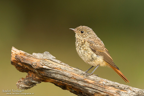 Gekraagde Roodstaart / Redstart - Lemelerberg