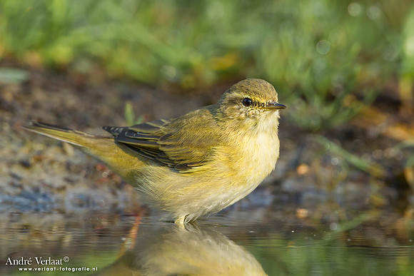 Fitis / Willow Warbler - Lemelerberg
