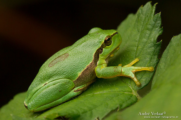Europese Boomkikker / European Tree Frog - The Netherlands