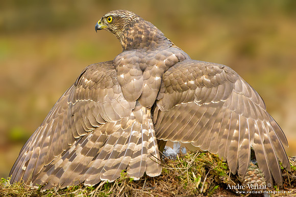 Havik / Northern Goshawk - Kalmthout