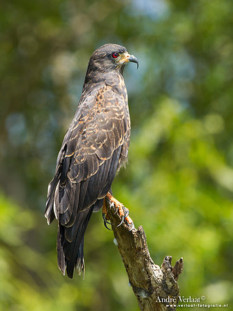 Slakkenwouw / Snail Kite - Bigi Pan