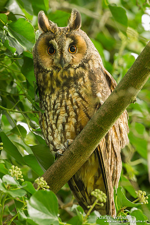 Ransuil / Long-eared Owl - Beets