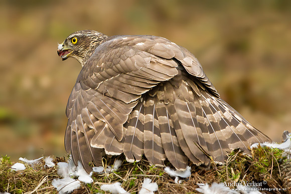 Havik / Northern Goshawk - Kalmthout