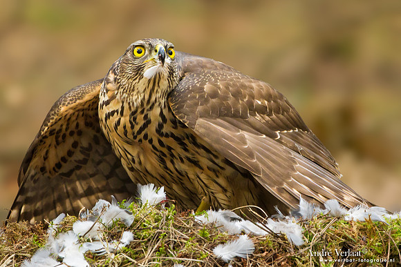 Havik / Northern Goshawk - Kalmthout