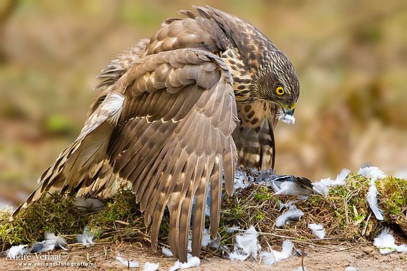Havik / Northern Goshawk - Kalmthout