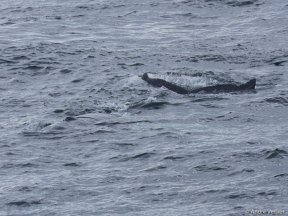 Bultrug / Humpback Whale - Cape Cod, USA