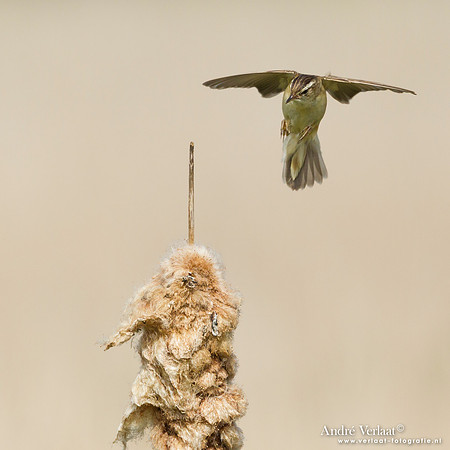 Rietzanger / Sedge Warbler - De Rijp
