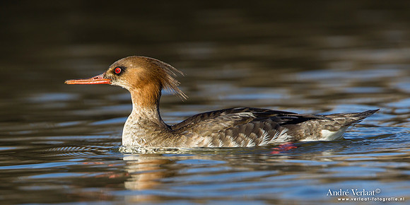 Middelste Zaagbek / Red-breasted Merganser - Den Oever