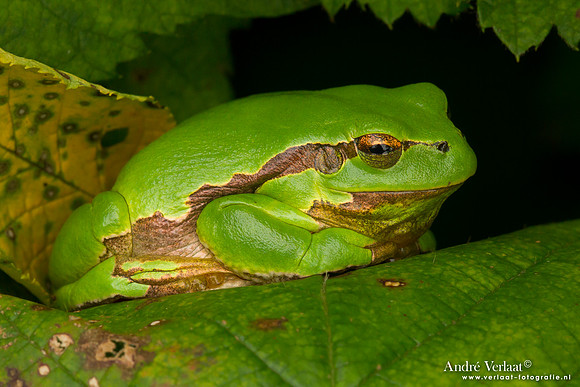 Europese Boomkikker / European Tree Frog - The Netherlands