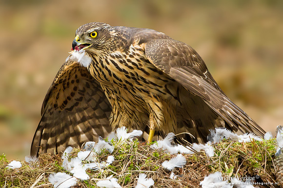 Havik / Northern Goshawk - Kalmthout