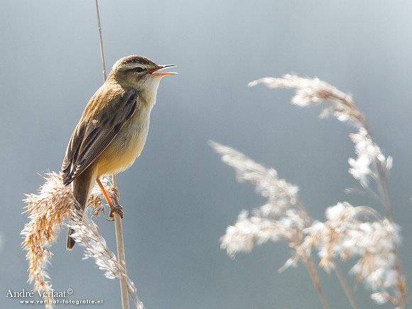 Rietzanger / Sedge Warbler - Zevenhuizen