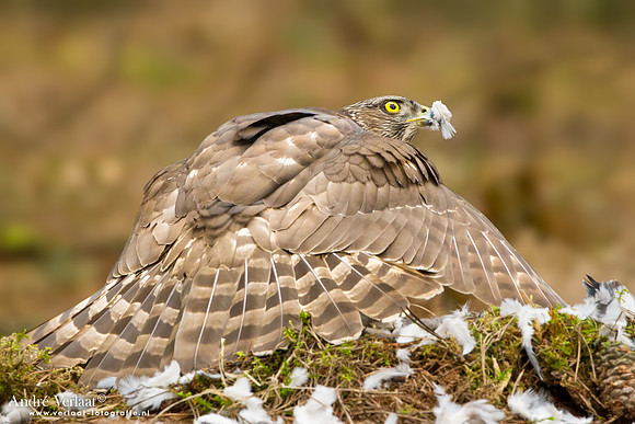 Havik / Northern Goshawk - Kalmthout