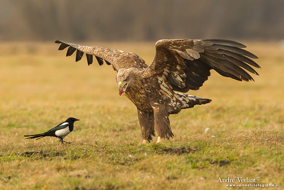 Zeearend / White-tailed Eagle - Central Poland