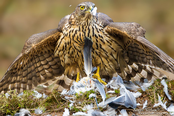 Havik / Northern Goshawk - Kalmthout