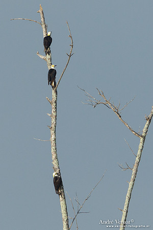 Witte Specht / White Woodpecker - Bigi Pan