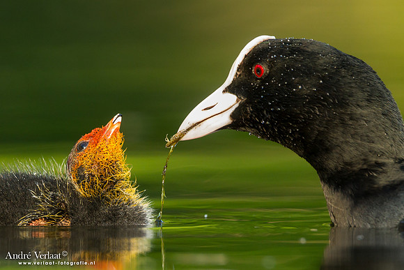 Meerkoet / Coot - Wognum