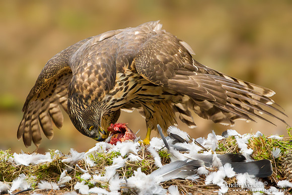 Havik / Northern Goshawk - Kalmthout
