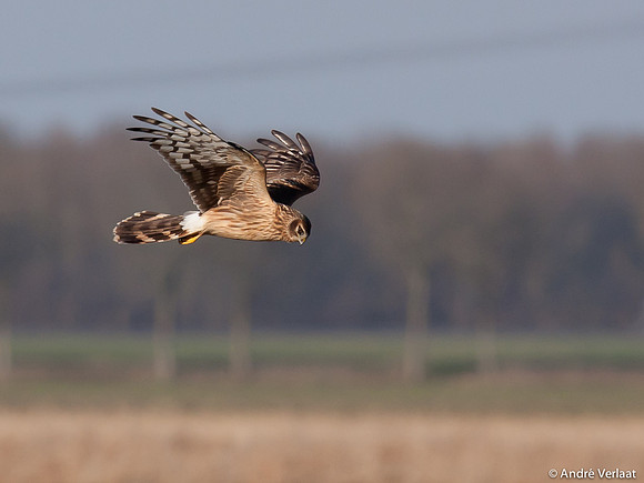 Blauwe Kiekendief / Hen Harrier - Zeewolde