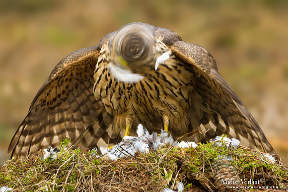 Havik / Northern Goshawk - Kalmthout