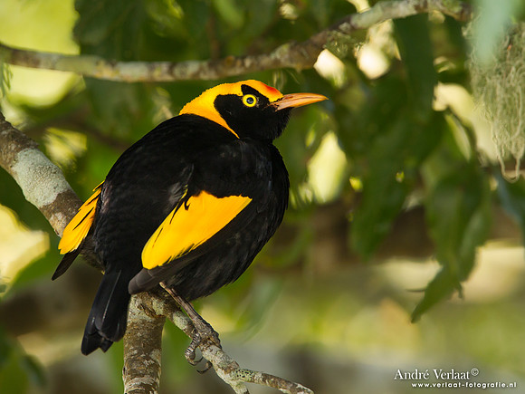 Geelnekprieelvogel / Regent Bowerbird - Lamington Park