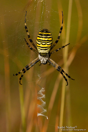 Wespspin / Wasp Spider - The Netherlands