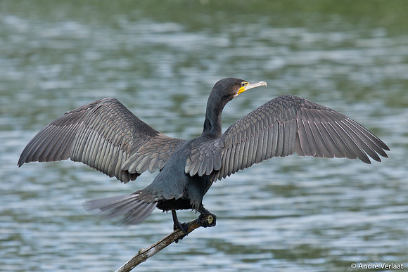 Aalscholver / Great Cormorant - Lepelaarplassen