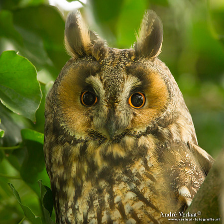 Ransuil / Long-eared Owl - Beets