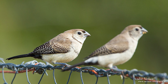 Bichenows Astrild / Double-barred Finch - Highfields