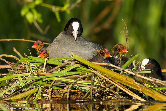 Meerkoet / Coot - Wognum