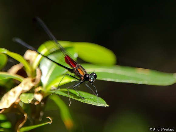 Libelle / Dragonfly - Rincon de la Vieja NP, Costa Rica
