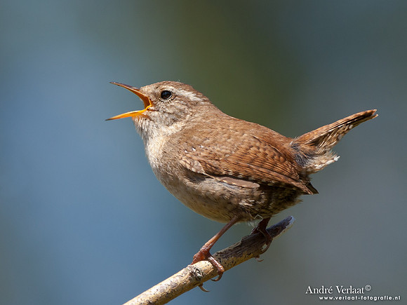 Winterkoning / Winter Wren - Oostvaardersplassen