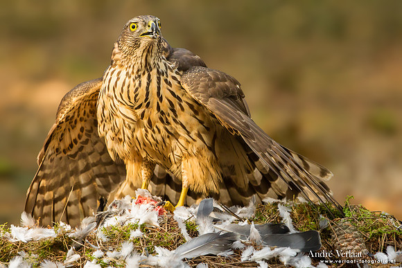 Havik / Northern Goshawk - Kalmthout