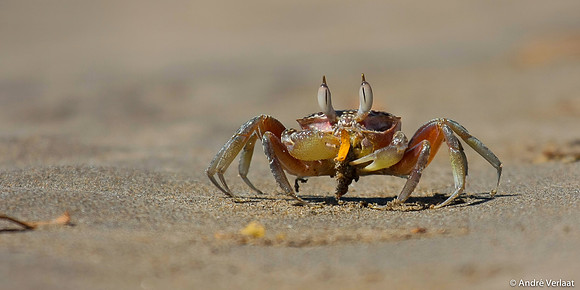 Scuttling Crab - Tamarindo, Costa Rica