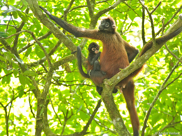 Slingeraap / Spider Monkey - Corcovado NP, Costa Rica