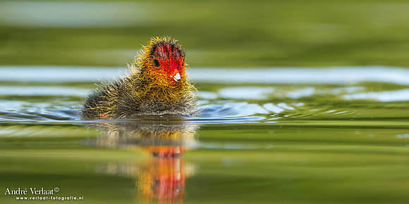 Meerkoet / Coot - Wognum