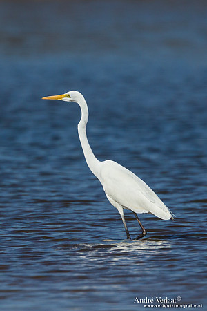 Middelste Zilverreiger / Intermediate Egret - Lake Atkinson
