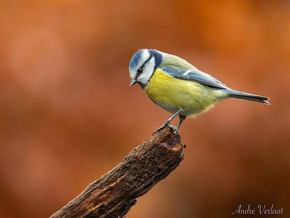 Pimpelmees / Blue Tit - Oss