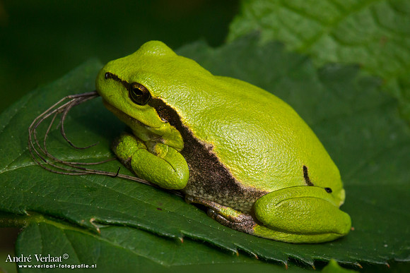 Europese Boomkikker / European Tree Frog - The Netherlands