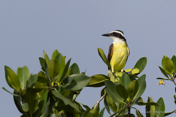 Grote Kiskadie / Great Kiskadee - Rio Lagartos