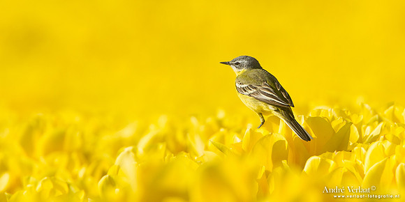 Gele Kwikstaart / Western Yellow Wagtail - Wognum