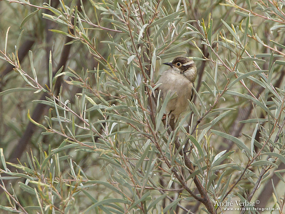 Bruine Diadeemhoningeter / Brown-headed Honeyeater - Bowra Sanctuary